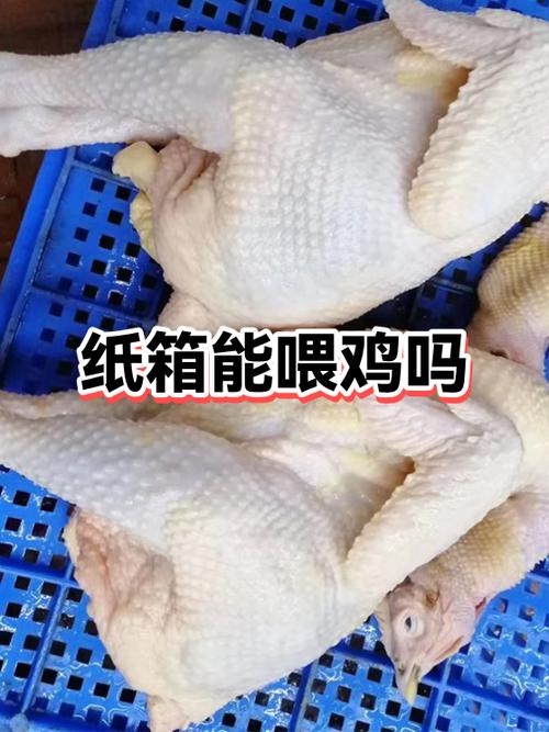 鸡在纸箱内可以活几天