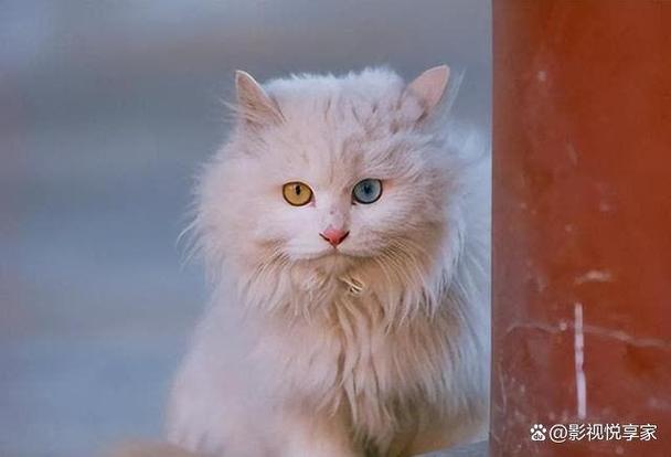 养猫爱好者怎么称呼缩略图