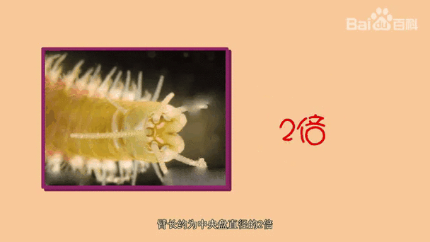 星虫的幼虫截图