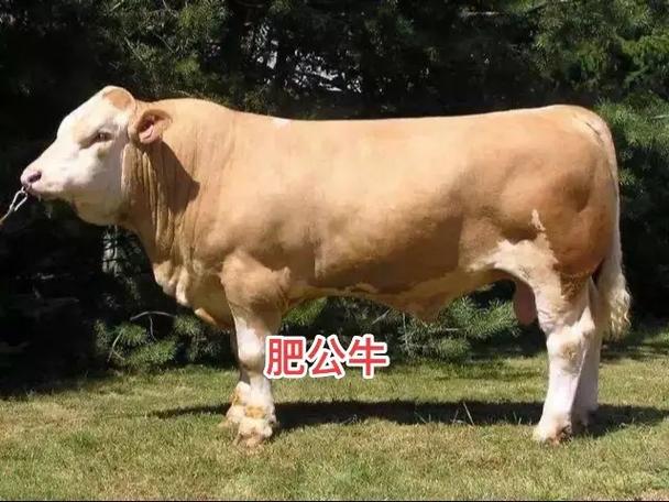 公牛的公母对照图解图标