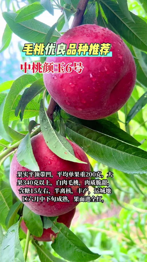 中桃7号品种介绍
