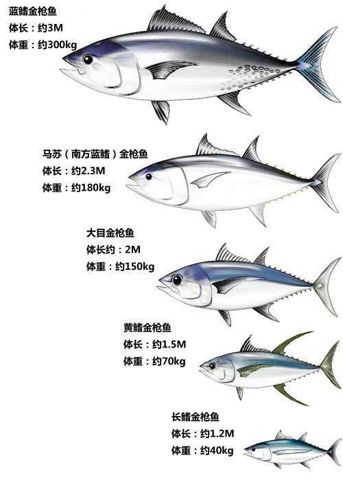 金枪鱼2025价目表