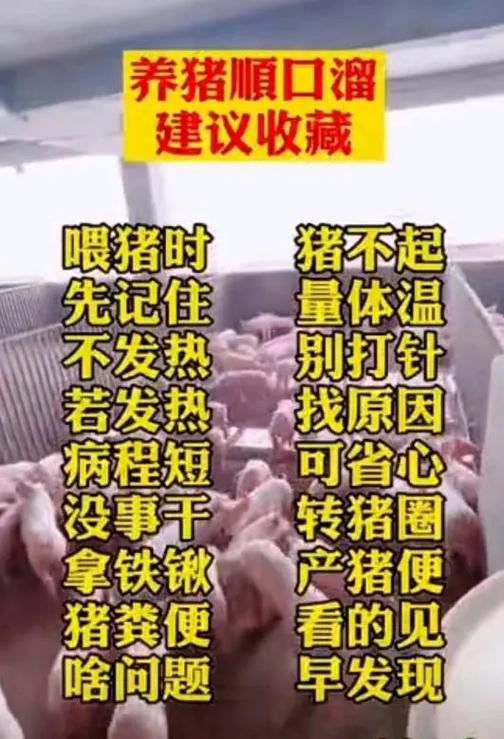 养猪致富顺口溜