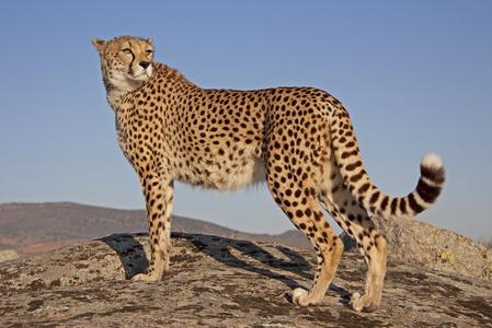 cheetah官网