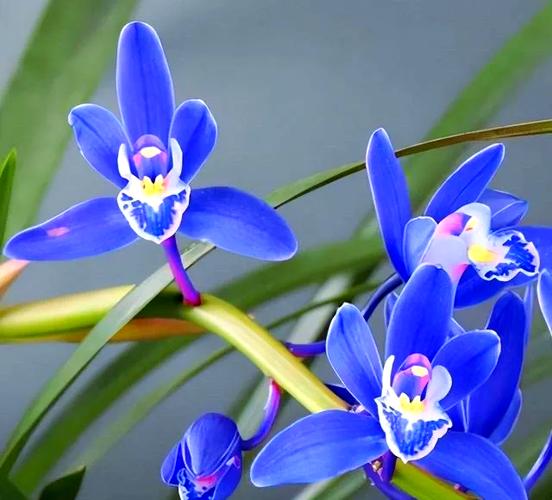 醉玲珑兰花