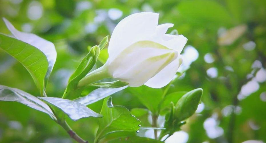 栀子花是什么样的缩略图