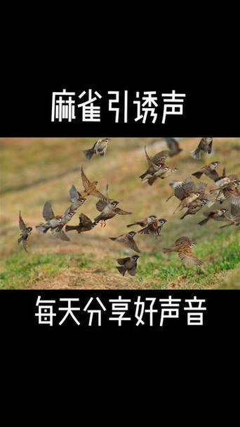 麻雀叫声能诱捕引来麻雀吗