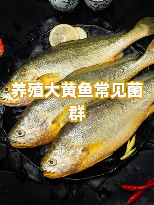 大黄鱼10种经典做法