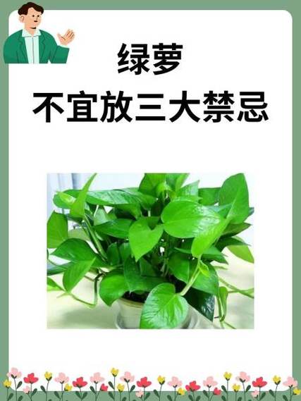 绿萝最忌讳三个属相缩略图
