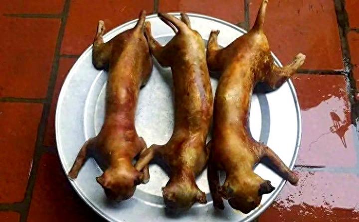 猫肉怎么吃最好吃缩略图