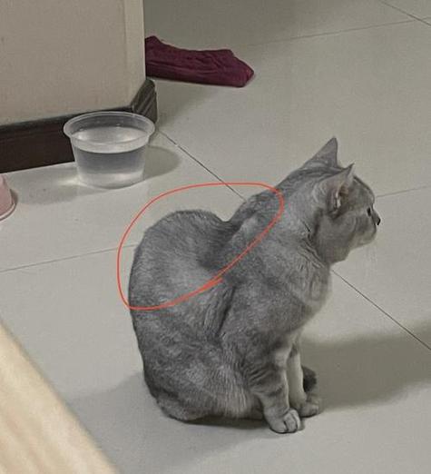 猫咪后背毛硬怎么处理