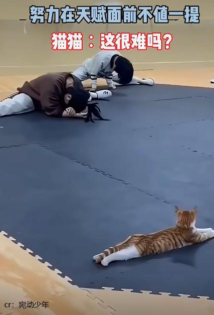 三角洲麦小鼠抬腿一字马小说