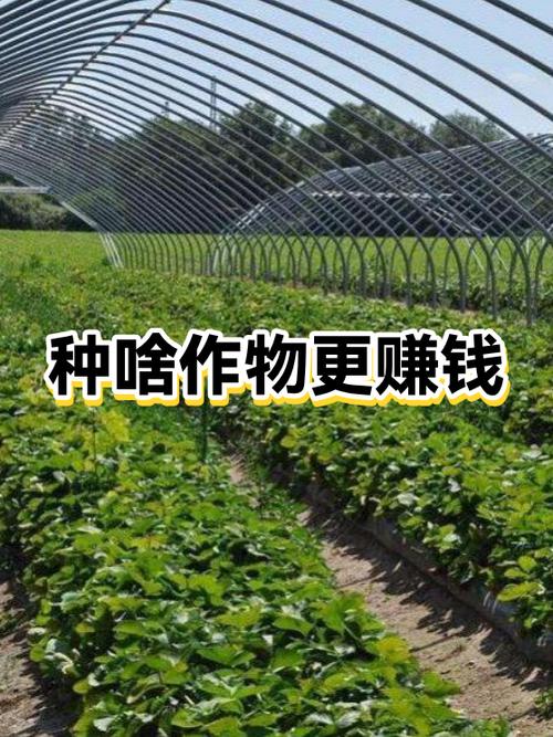 现在种什么农作物比较赚钱