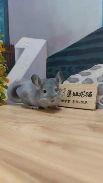 卖龙猫的渠道缩略图