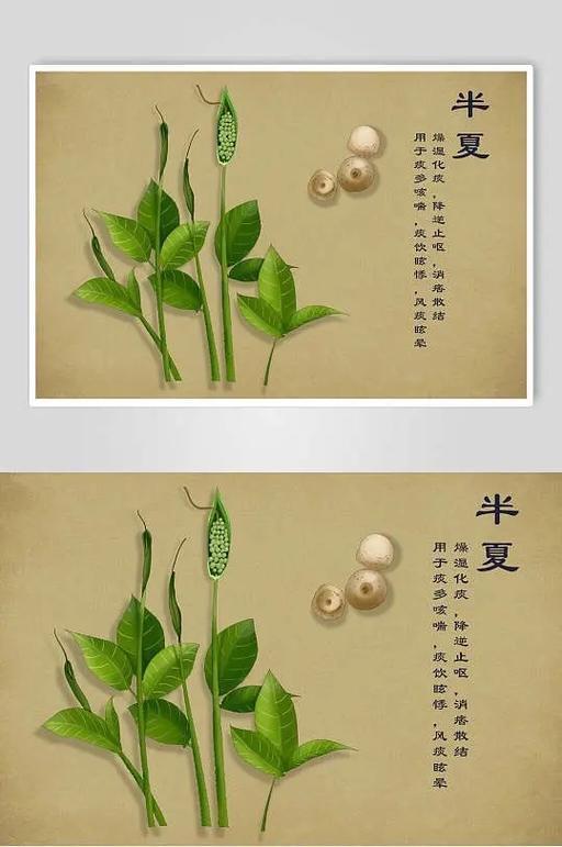 半夏的别名是什么名字