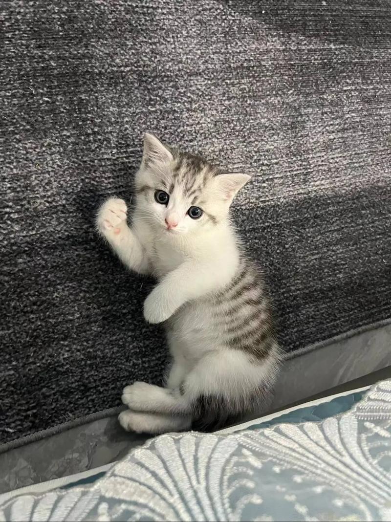 旧猫一直跟着新来的猫咪游戏截图