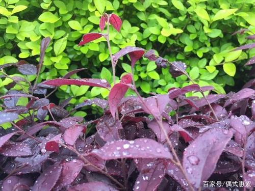 雨后的花怎么发朋友圈