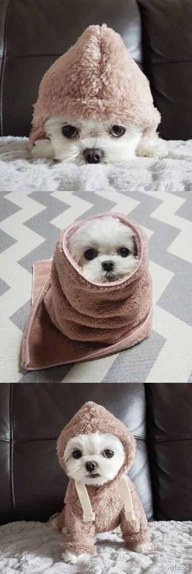 阿尔济斯犬长什么样图标