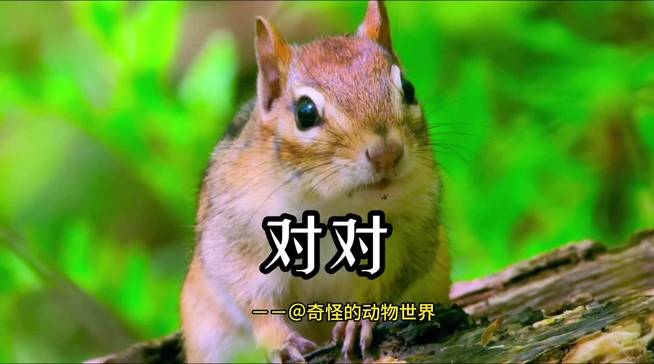 成功打一动物