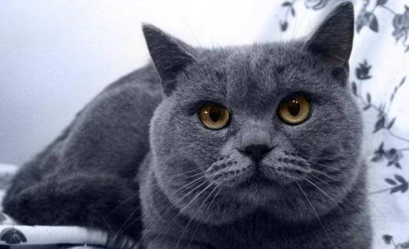 不纯种的蓝猫图片图标