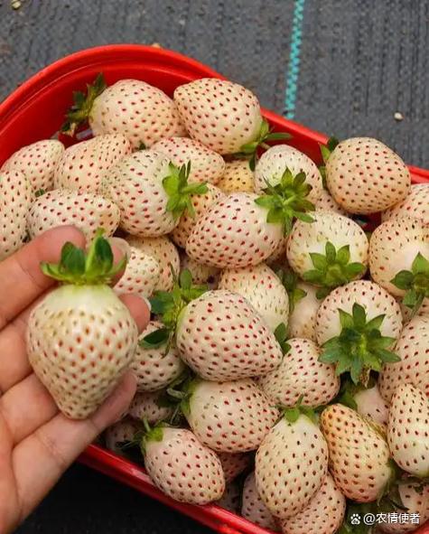 草莓转是真的吗