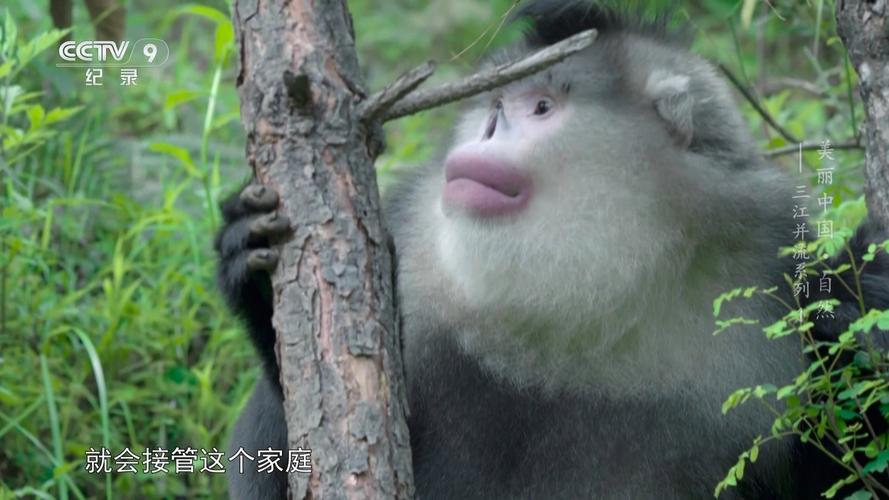 cctv9纪录片大全