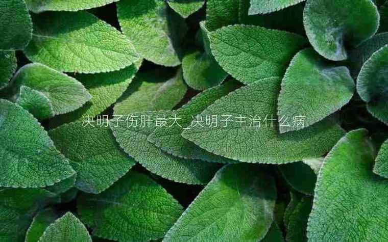 决明子主治什么病