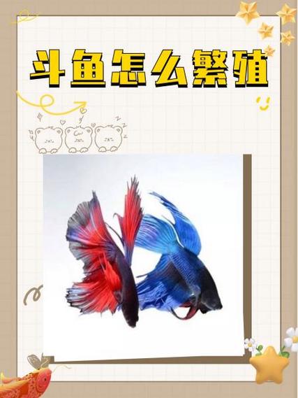 小米电视下载斗鱼教程