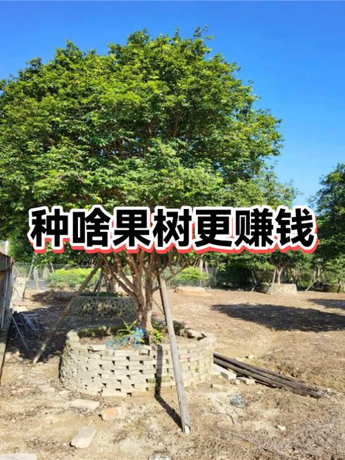种植什么果树最赚钱农村截图