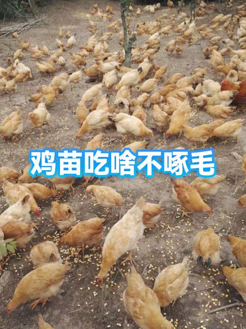 小鸡打架吃什么药好使