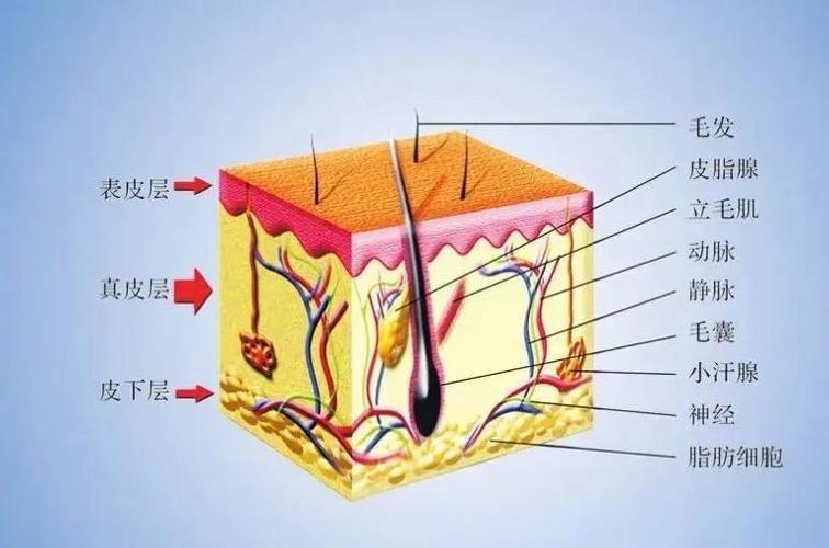 面部皮肤7个层次结构图截图