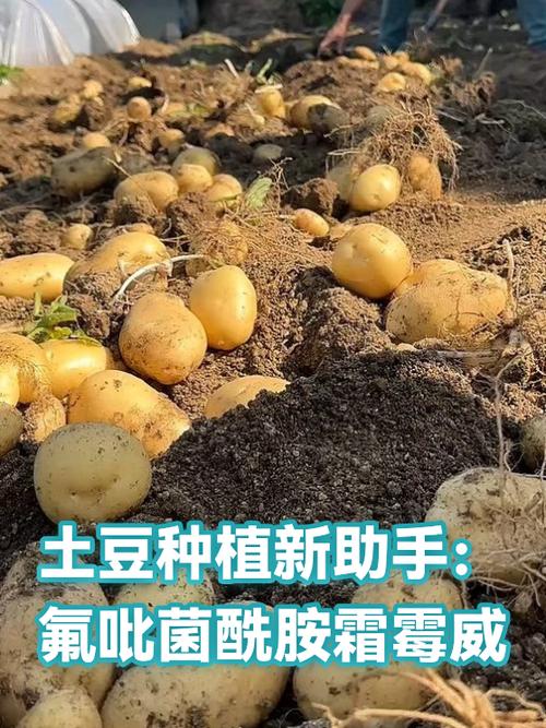 ehviewer2.0.0.8土豆下载截图