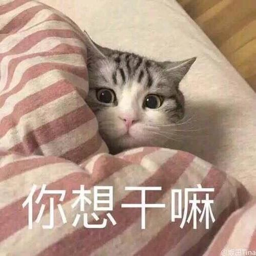 你想干嘛怎么幽默回答缩略图