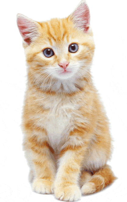 名字会动的猫叫什么截图