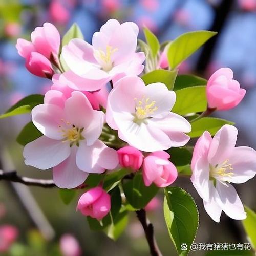 苹果花的花语和寓意