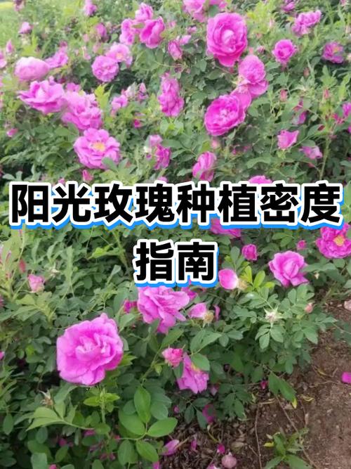 阳光玫瑰正确栽法缩略图