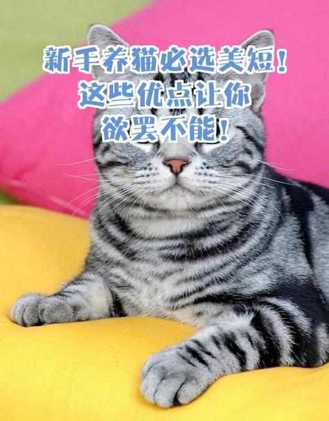 养美短猫的十大好处截图