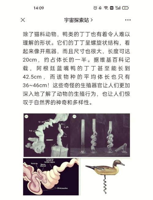 生化危机4母鸡下蛋规律
