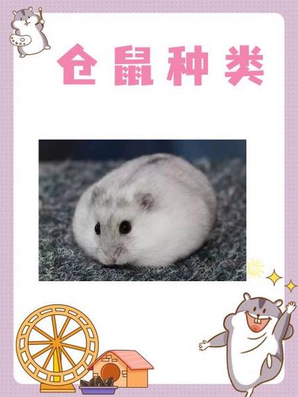 金丝熊最建议买的三个品种