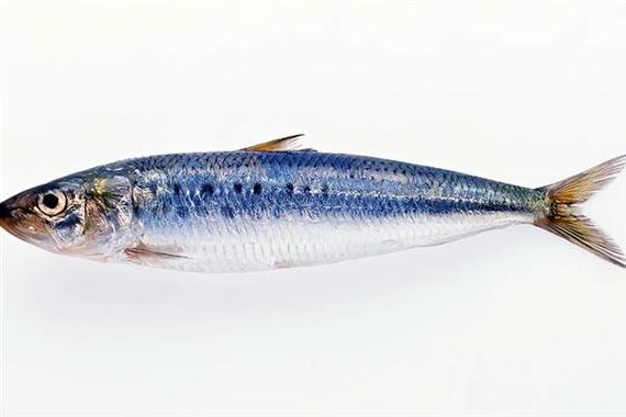 沙丁鱼和奶油全部视频