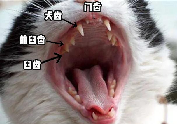 一个月小猫牙齿图