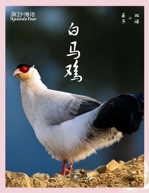 白鸡是什么鸡品种游戏截图