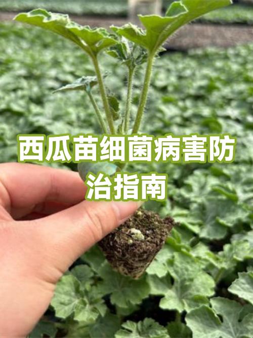 西瓜都打什么药防病害