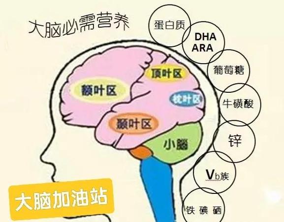 大脑靠什么提供能量缩略图
