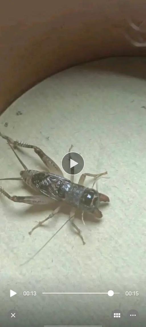 疯狂斗蛐蛐下载安装