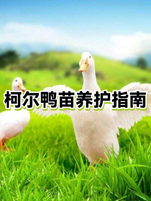 养柯尔鸭的好处
