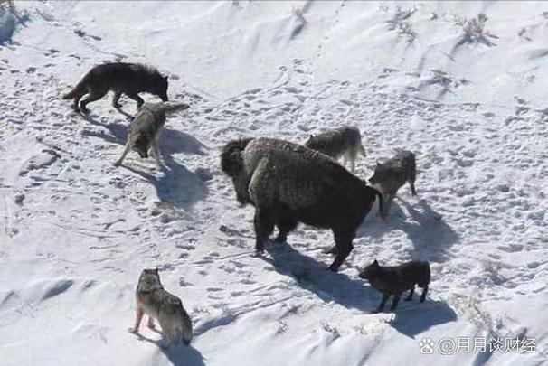 狼群围攻大队图标