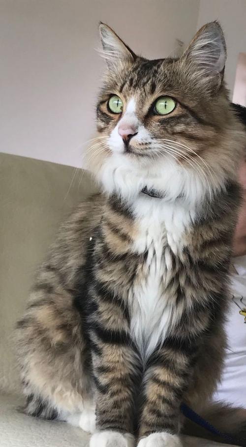 狸花猫照片