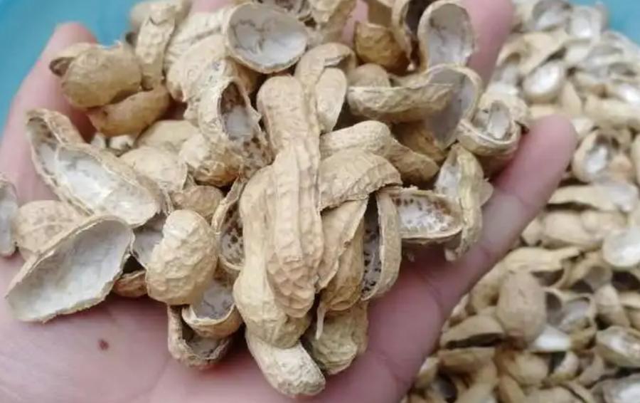 花生壳图标
