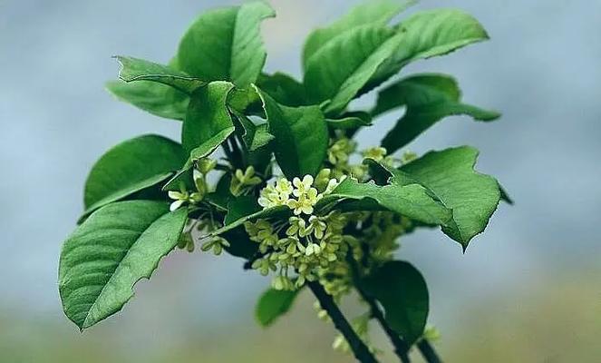 桂花的科属